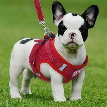 harnesses for dogs