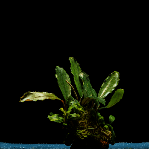 Bucephalandra giant Theia